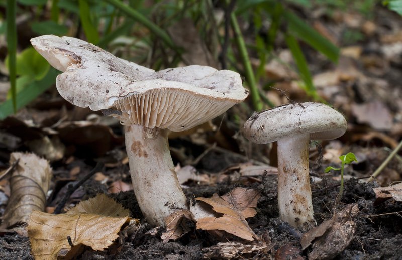 Lactarius circellatus